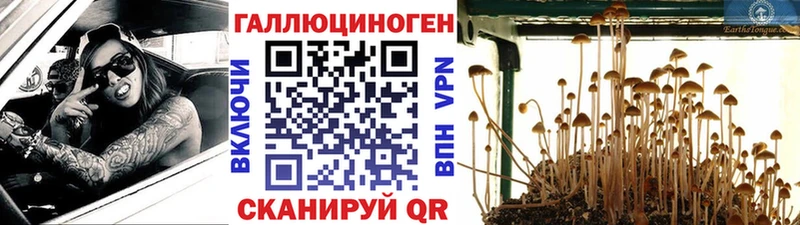 гидра онион  Буйнакск  Псилоцибиновые грибы GOLDEN TEACHER 