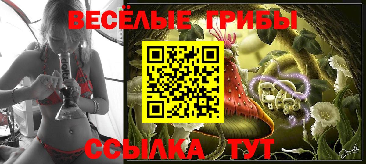 Галлюциногенные грибы Psilocybe Буйнакск
